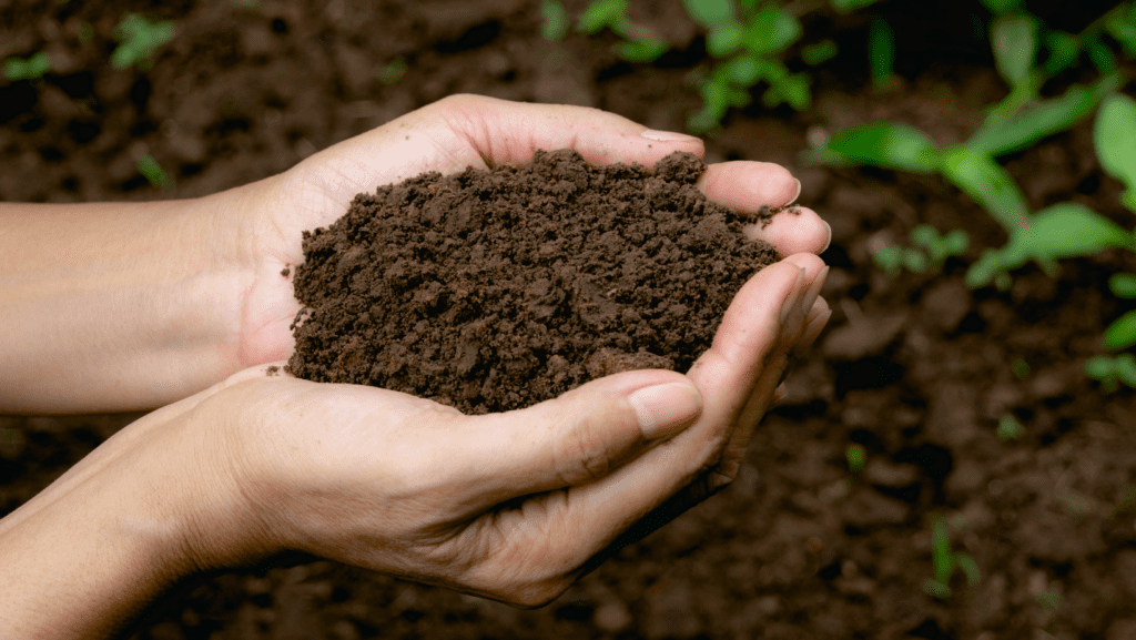 hands holding nutrient rich composted soil