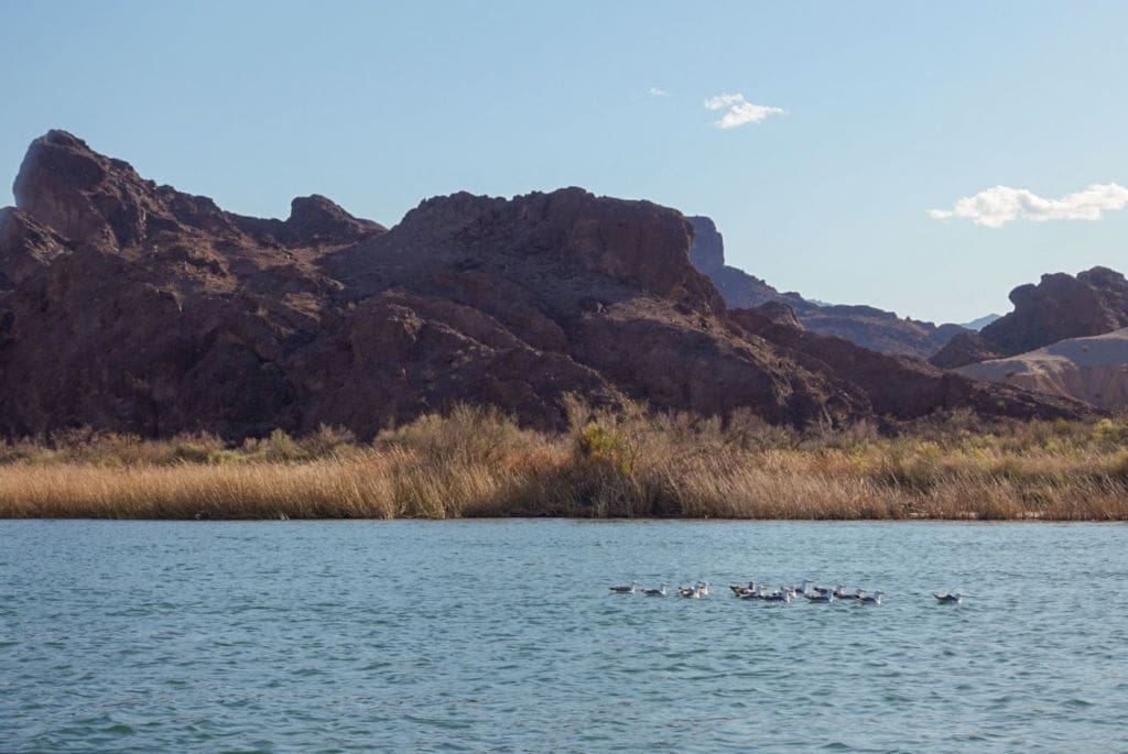Photo of gulls in front of marsh grass on Lake Havasu. Red rocks in the background.