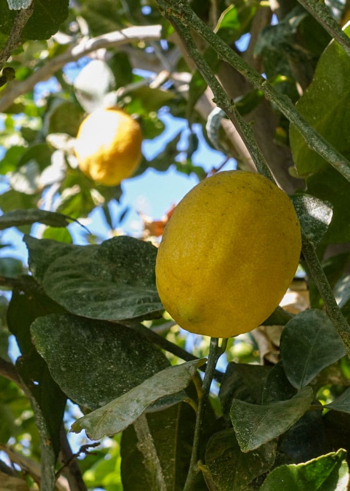 Close up photo of a yellow lemon with green leaves and blue skies around it.