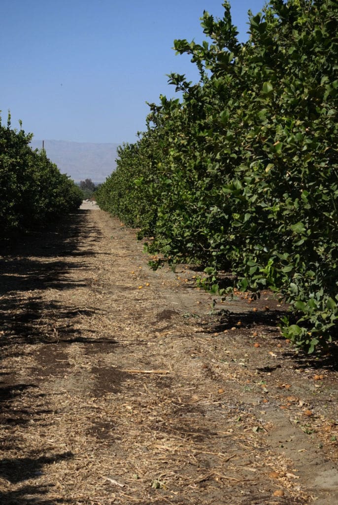 Photo of row of lemon trees with blue skies and moutains in distant background.