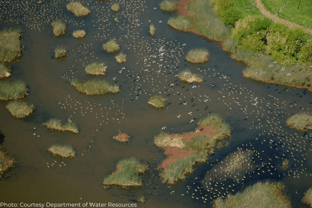 Birds flying over the marshlands in the San Francisco Bay-Delta Estuary