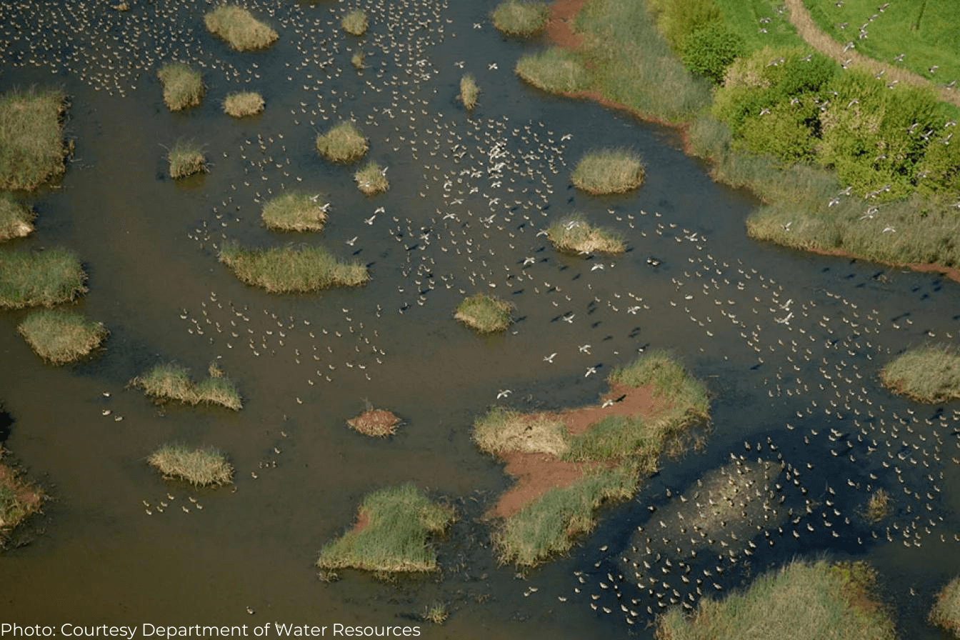 Birds flying over the marshlands in the San Francisco Bay-Delta Estuary