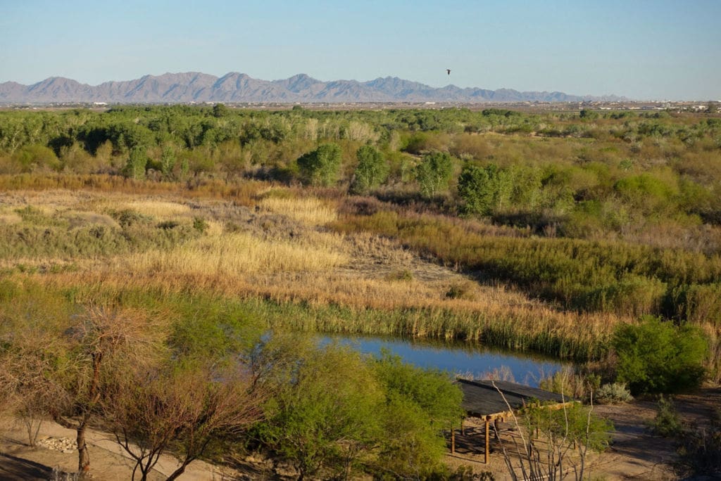 Photo of wetlands conservation area on the Colorado River. Mountains in background, bird in sky and yellow and green grasses in the water.