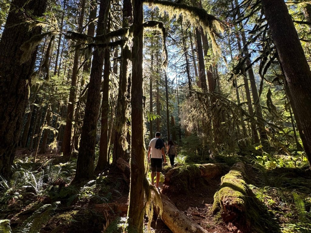 Two members of the Water Hub team hike in a old-growth redwood forest in Oregon.