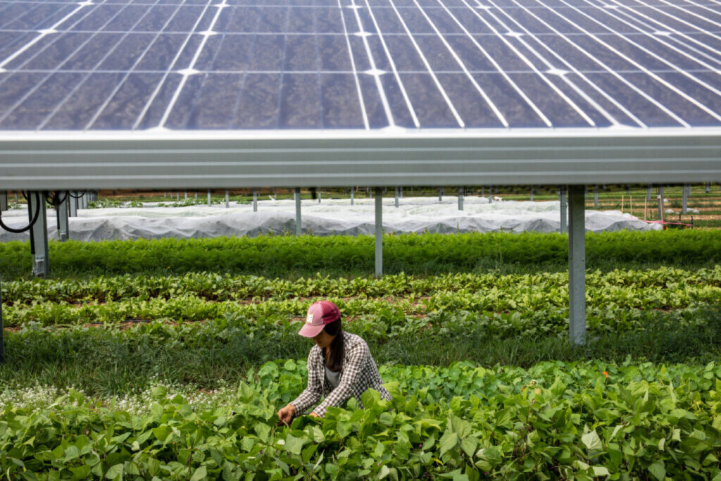 Photograph of a farmer harvesting crops at Jack’s Solar Garden, a 1.2 megawatt community solar garden and agrivoltaics research site in Colorado. Photo by Werner Slocum / National Renewable Energy Laboratory