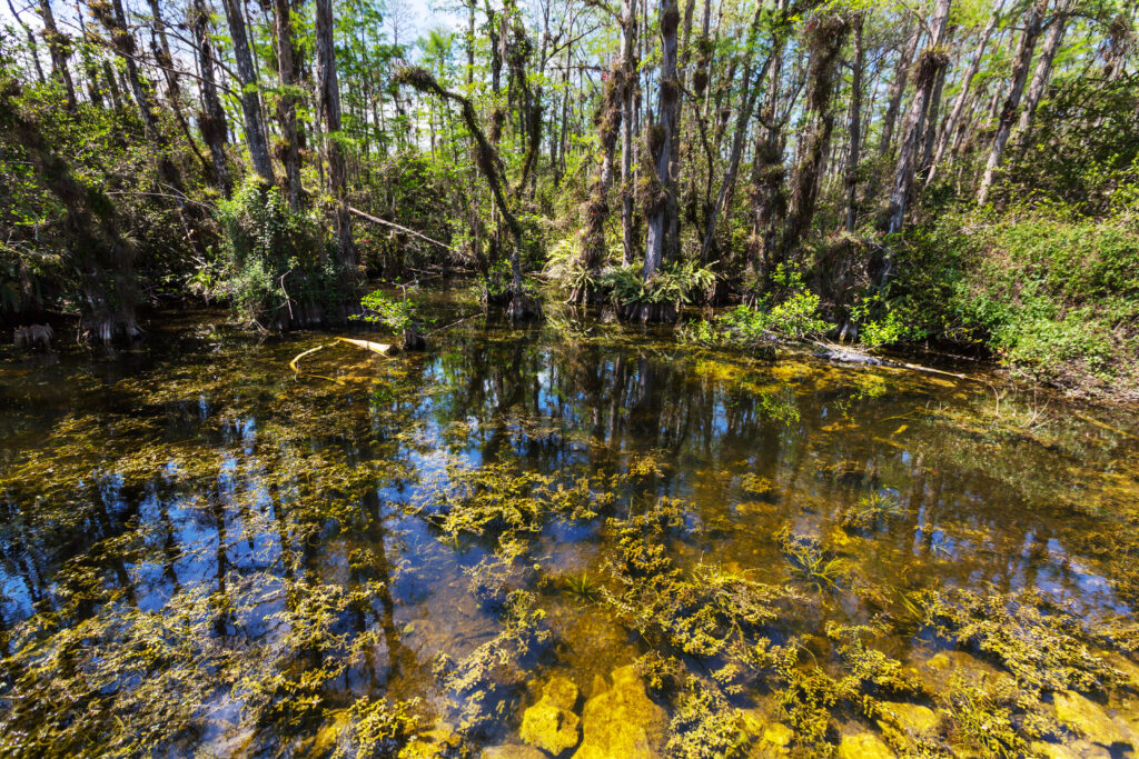 Bald Cypress Trees reflecting in the water in a florida swamp on a warm summer day