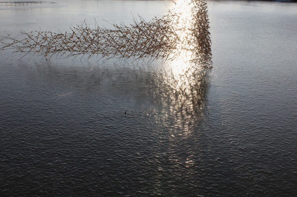 Image of an art installation standing right on the surface of the water and forming a structure with hundreds of straight sticks that altogether give shape to an horizontal cloud-like formation.
