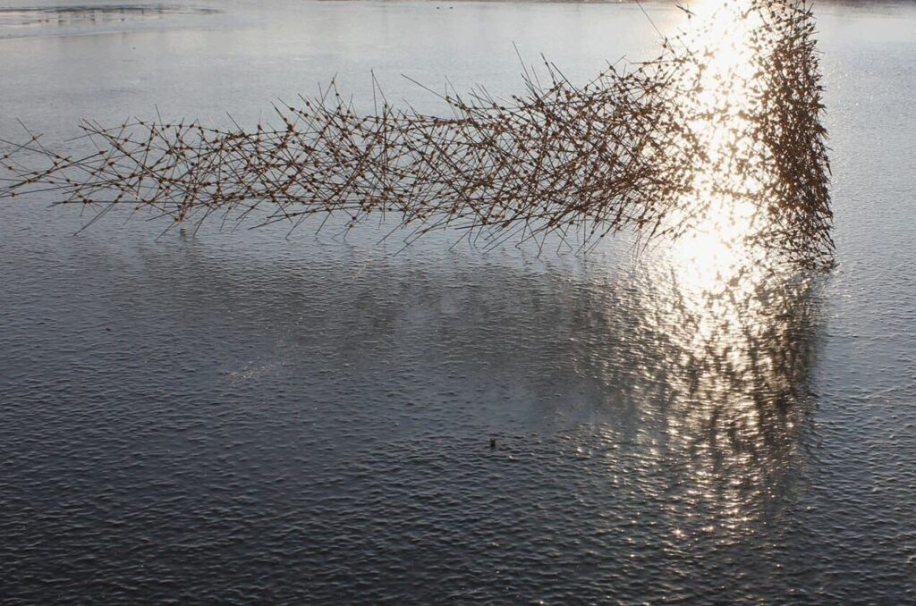 Image of an art installation standing right on the surface of the water and forming a structure with hundreds of straight sticks that altogether give shape to an horizontal cloud-like formation.