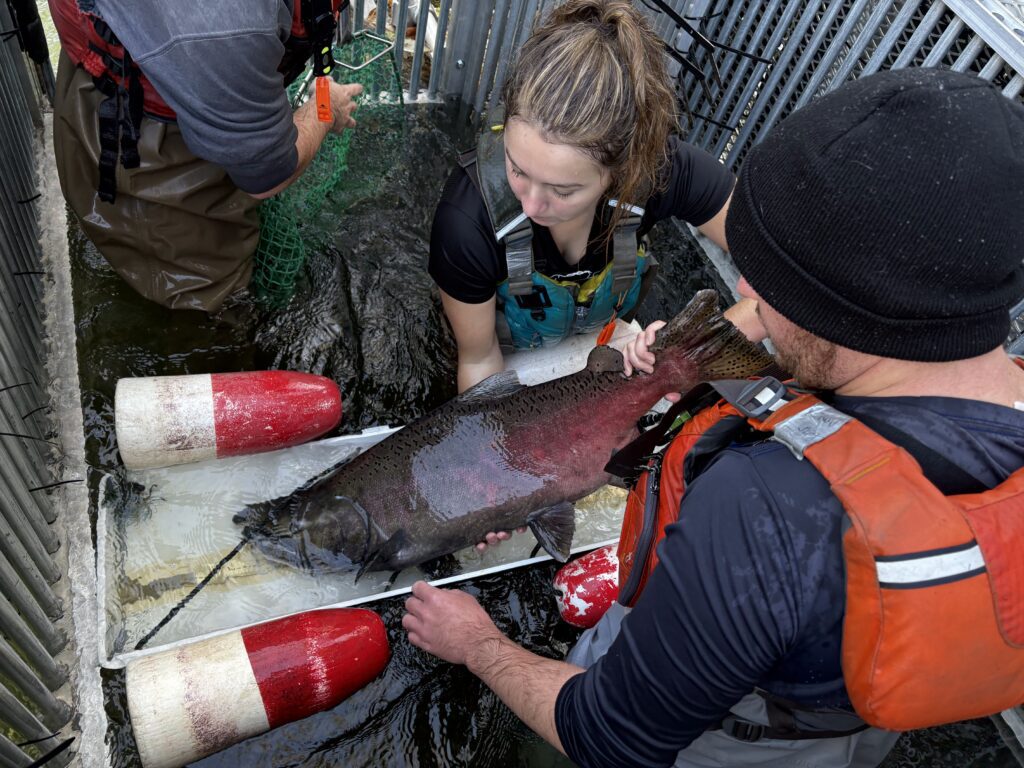 Sampling and measuring a salmon at Putah Creek in Yolo County, Calif.